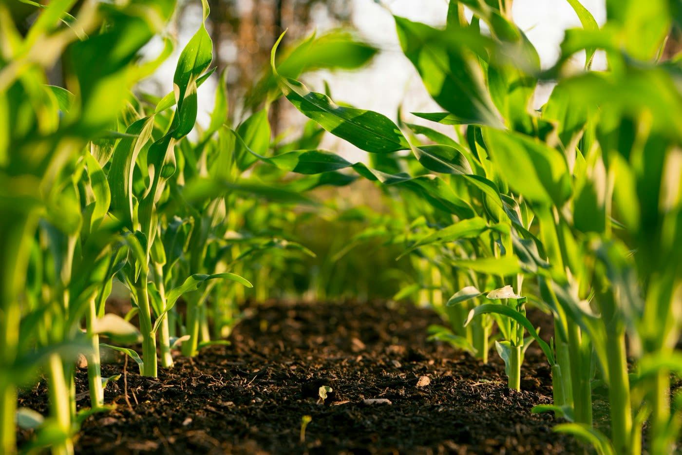 Healthy maize field, representing land stewardship
